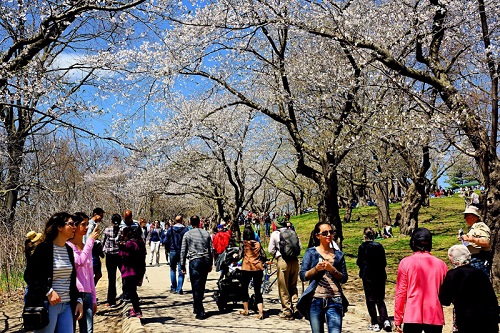 Cherry_blossoms_High_Park _May_2014s